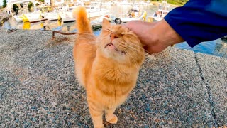 漁港の防波堤で出会った野良猫がよく喋る猫でカワイイ