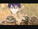 フクロウと剣持刀也に刺さった枝