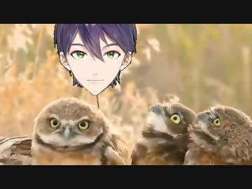 フクロウと剣持刀也に刺さった枝