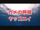 ウミガメの呼吸！ヤッコエイ！沖縄ダイビング