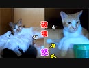 赤ちゃんのシーツを破る叔母猫を怒ったらこうなりました【生後5日目-4 五匹の子猫】