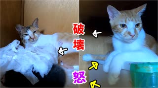 赤ちゃんのシーツを破る叔母猫を怒ったらこうなりました【生後5日目-4 五匹の子猫】