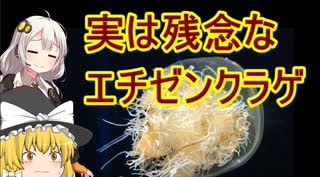 [実は残念なエチゼンクラゲ]VOICEROID毒性生物解説