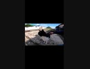 人間の動きと連動する野良猫#Shorts 【野良猫】【感動猫】