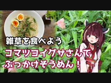 【思い切って野草を食べてみよう】#30 コマツヨイグサさんで「ぶっかけそうめん」！