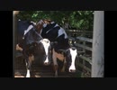 牛舎に帰る8匹の牛 8 cows returning to the barn [六甲山牧場 体験 Rokkosan Pasture](2018/6/25)