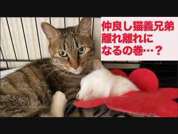 仲良しウチューネコ兄弟を離れ離れにした結果…