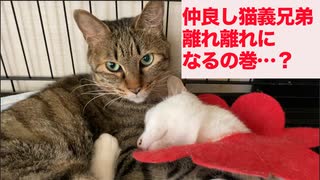 仲良しウチューネコ兄弟を離れ離れにした結果…
