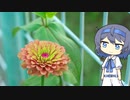 【CeVIO写真】今日も写真でのんびり雑談＿86枚目【百日草の花言葉】