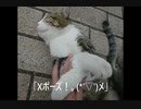 【究極に美しい！？】Xポーズ ('ω'乂)ｼｬｷｰﾝ