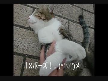 【究極に美しい！？】Xポーズ ('ω'乂)ｼｬｷｰﾝ