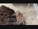 [フォトナでビクロイ]タランチュラ飼育日記その２８１[ソロでしたいんですが］