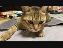 やっぱりとられるカメラマン　＃244