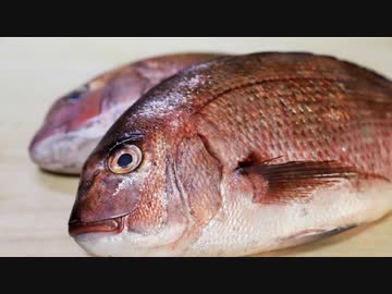 真鯛をさばいてみよう！【一眼レフテスト撮影】