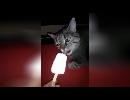 My Video