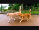 雨上がりの公園に行ったら仲良し猫コンビがモフられに出てきた