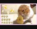 【音フェチ】バナナチップスと格闘するハムスター【コル】