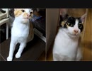 最初は敬遠も…スルスル口の中に入っていく【初めて素麺を食べる猫の様子】