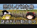 ダチョウが恐ろしくアホだった【謎過ぎる行動の数々】