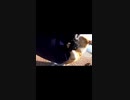 野良猫に私物のアレがバレて炎上しそうな動画#Shorts 【野良猫】【感動猫】