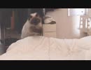 お布団にダイブするねっこかうぃい