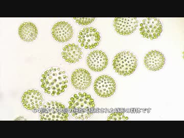 プランクトン紹介１　「プレオドリナ」緑藻