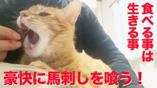 手負いの小さき虎、生きる為に肉を豪快に喰う