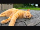 公園にいた茶トラ猫を撫でるとゴロゴロ喜んでカワイイ