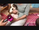 プチバセの子犬、初めてお風呂に入りました