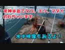 【釣り動画】常神半島でいろんな種類の魚釣れた！エギングでタコ、エソ、マダイ釣れちゃいました！海釣り フィッシング動画