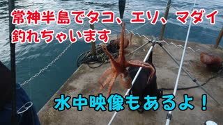 【釣り動画】常神半島でいろんな種類の魚釣れた！エギングでタコ、エソ、マダイ釣れちゃいました！海釣り フィッシング動画