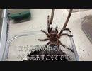 [眠気には勝てない]タランチュラ飼育日記その２８２[じゃあ何なら勝てんのん］