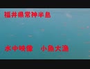 【4K水中映像】小魚大漁！福井県常神半島で水中カメラ入れたら透明度120%！Osmo Action使用！