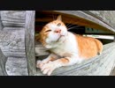 野鳥小屋で休む野良猫を撫でるとゴロゴロと喜んでカワイイ