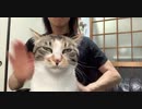 【Youtube45万回再生】うちのヌッコから尻を叩けとせがまれる度にケツドラムかましてヘブン状態にしてあげている