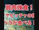 弱肉強食‼オヤビッチャの卵を狙うヤマブキベラ！沖縄ダイビング