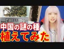 【中国の謎の種】送り付けを植えてみた！種子は浜田雅功宅届く小川菜摘は猛毒ジャイアント・ホグウィードか？！ネタ