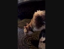 猫「絶対に押すニャよ！」