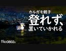 0802B【カルガモ親子 雛鳥がずり落ちる】ハクセキレイ親子の捕食餌やり、可愛いお尻。スズメ。シオカラトンボ産卵　鶴見川水系恩田川でコンデジ野鳥撮影　#身近な生き物語　#カルガモ親子　#ハクセキレイ