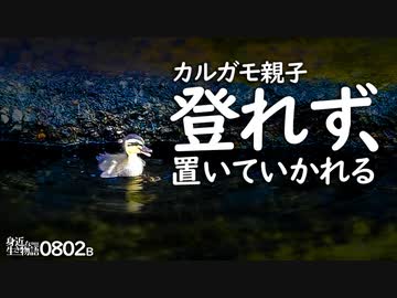 0802B【カルガモ親子 雛鳥がずり落ちる】ハクセキレイ親子の捕食餌やり、可愛いお尻。スズメ。シオカラトンボ産卵　鶴見川水系恩田川でコンデジ野鳥撮影　#身近な生き物語　#カルガモ親子　#ハクセキレイ