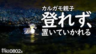 0802B【カルガモ親子 雛鳥がずり落ちる】ハクセキレイ親子の捕食餌やり、可愛いお尻。スズメ。シオカラトンボ産卵　鶴見川水系恩田川でコンデジ野鳥撮影　#身近な生き物語　#カルガモ親子　#ハクセキレイ