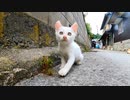 白い子猫がいたので近くに行くと他の猫も集まってきた