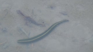 ある日の梅雨～初夏の田んぼで見つけた生き物