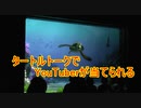 YouTuberが当てられる！？【タートルトーク】東京ディズニーシー