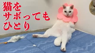 四畳半 猫をサボってもひとり