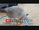 【ニュース】プラレール脱線罪の容疑で猫が逮捕される【ラグドール】