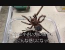 [明日はお休み]タランチュラ飼育日記その２８３[優勝］