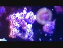 mRNAワクチンが体内の細胞に与える影響を可視化した映像