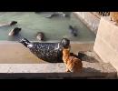 cat slap