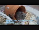 ハムスター飼いました。その122～ハムスターくんたちとおたんじょう日～